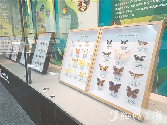 精美的昆蟲標本引人注目。