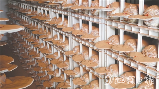 健芝緣的生產(chǎn)基地，整齊排列的靈芝栽培車間格外引人注目，潔凈的無土化管理體系清晰可見。