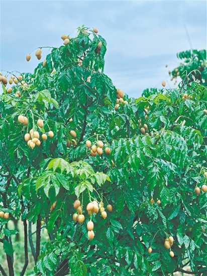 崖門黃皮成熟。