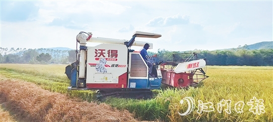 截至7月20日，恩平全市早稻收割進度已達98.4%，預計總產(chǎn)量約7.62萬噸。