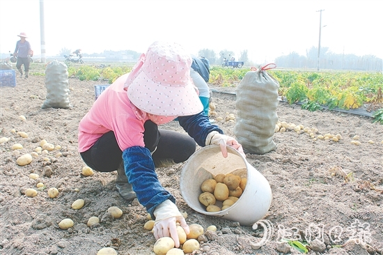 恩平市社村聯(lián)合會(huì)推動(dòng)馬鈴薯產(chǎn)業(yè)做大做強(qiáng)，助力村民增收。