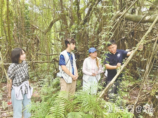 華南農(nóng)業(yè)大學(xué)植物保護(hù)學(xué)院團(tuán)隊(duì)實(shí)地考察新會(huì)小鳥(niǎo)天堂國(guó)家濕地公園古榕島。