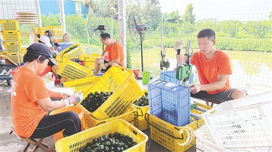 工人們正忙著將小青柑挖肉。