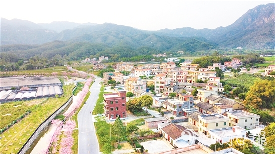 每到花期，鶴城鎮(zhèn)城西村的櫻花大道便會(huì)披上“粉裝”。