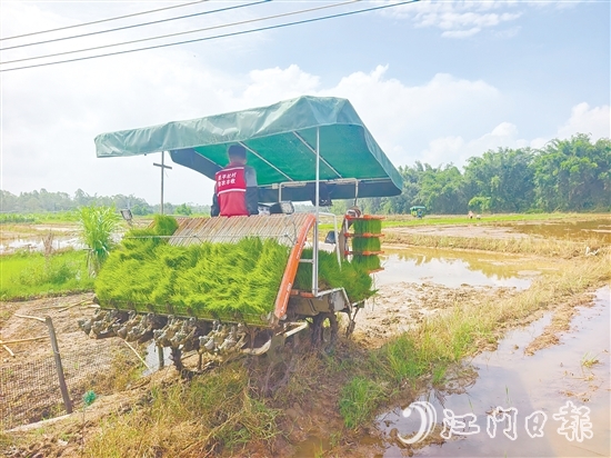 君堂鎮(zhèn)太平村啟動(dòng)晚稻插秧工作，采用合理密植提單產(chǎn)技術(shù)，嚴(yán)格把控秧苗之間的行距、株距。