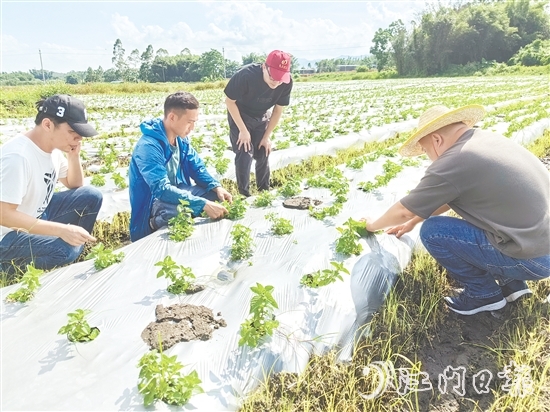 大廠村是馬岡鎮(zhèn)知名的涼粉制作大村，村里約有13公頃（200多畝）的涼粉草種植基地。