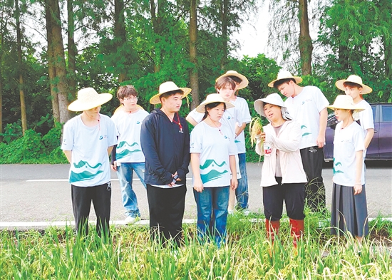 李蘇紅為隊員們介紹水稻生長各個環(huán)節(jié)的特點與注意事項。