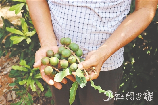 新連村澳洲堅(jiān)果種植基地堅(jiān)果樹結(jié)出的果子碩大無比。