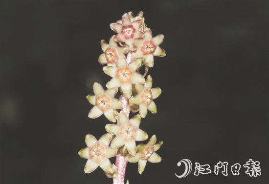 七星坑球子草是首個(gè)以“七星坑”命名的植物新種。