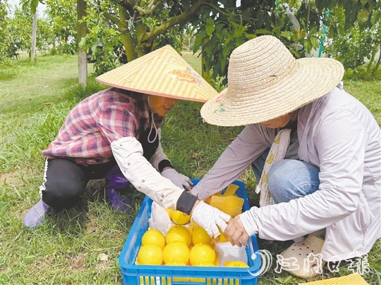 新一蓮塘生態(tài)園是三合鎮(zhèn)重點(diǎn)農(nóng)文旅項目之一，園內(nèi)黃晶果上市。