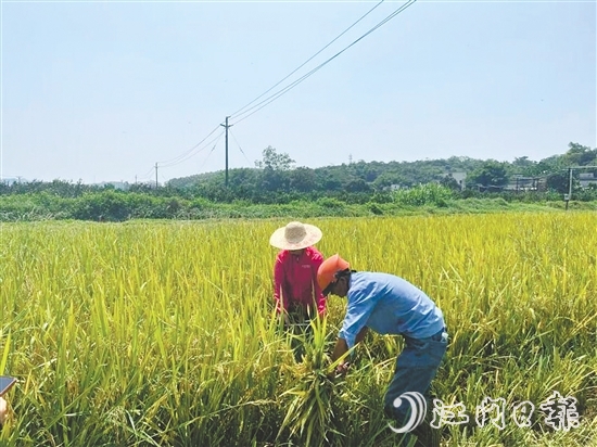 工作人員對(duì)水稻進(jìn)行抽樣測(cè)產(chǎn)。