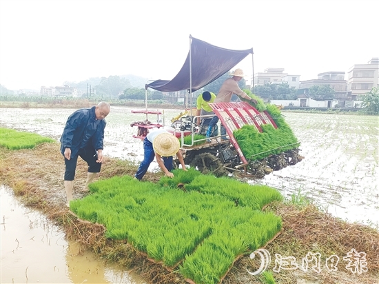 智富強村公司啟動晚稻種植項目，通過對接第三方專業(yè)機構(gòu)，為項目提供技術(shù)支持，實現(xiàn)耕種環(huán)節(jié)機械化。