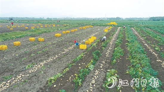 恩平是廣東省內(nèi)一流的馬鈴薯生產(chǎn)基地，“土豆米”項(xiàng)目的落地，將顯著提升恩平馬鈴薯的附加值，完善產(chǎn)業(yè)鏈條，推動(dòng)產(chǎn)業(yè)升級(jí)。