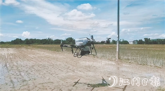 工作人員利用無人機(jī)給插好秧苗的田塊施肥。