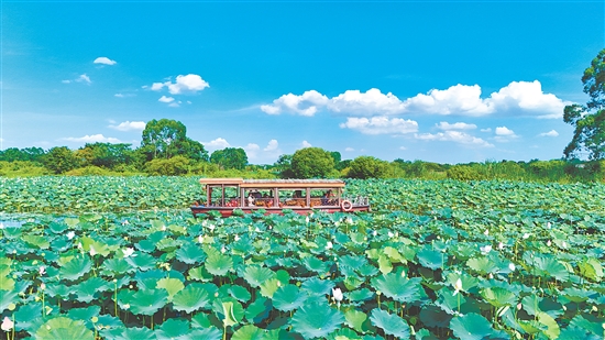 在江門古勞水鄉(xiāng)旅游區(qū)，乘船賞荷是暑假熱門項目之一。