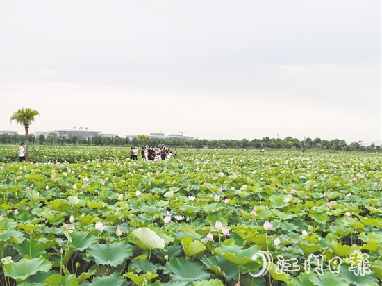 每到盛夏，梅江農(nóng)業(yè)生態(tài)園荷花準(zhǔn)時綻放，吸引游人打卡。