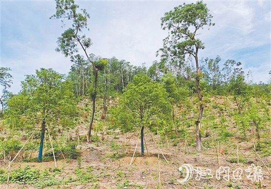 今年年初在圭峰山種下的樹苗，現(xiàn)在正茁壯成長。