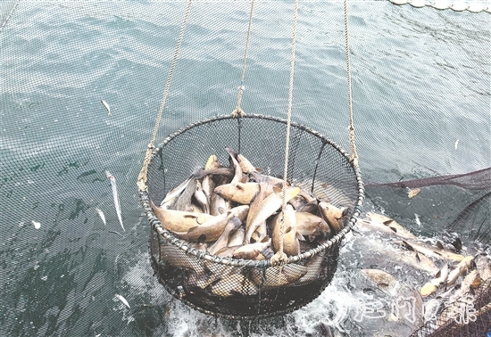 今年年初，“臺(tái)山1號(hào)”喜迎豐收季，首批鮸魚鮮美上市。