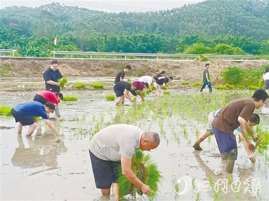 鶴城鎮(zhèn)的20余名鎮(zhèn)、村干部卷起褲腿、赤腳踩進泥濘的水田，與當?shù)剞r(nóng)戶一起開展插秧作業(yè)，助力秋耕生產(chǎn)。