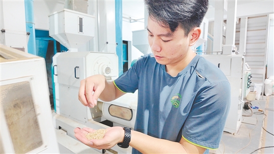 企業(yè)引入先進設備加工生產大米。