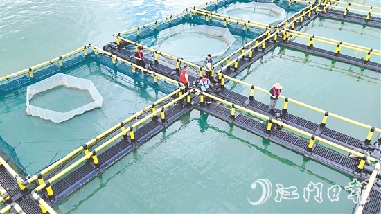 臺(tái)風(fēng)到來前，江門人保財(cái)險(xiǎn)理賠人員奔赴川島沿岸海洋牧場，勘察安全隱患。