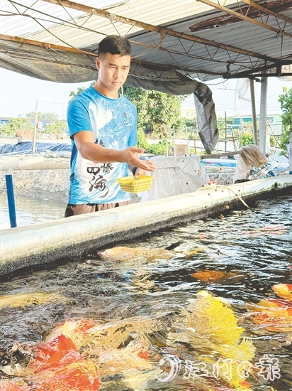 伍健強(qiáng)引入錦鯉等高附加值品種，讓傳統(tǒng)的水產(chǎn)養(yǎng)殖煥發(fā)出新生機(jī)。