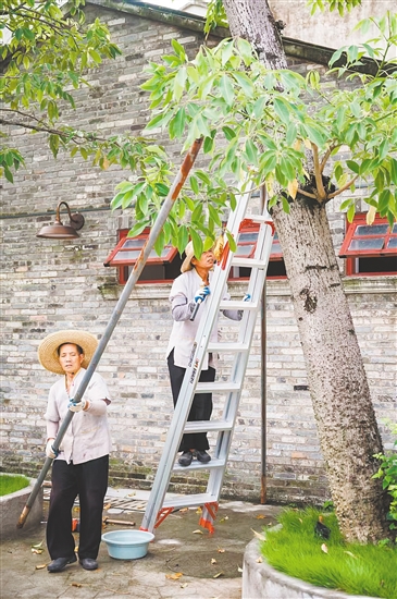 赤坎華僑古鎮(zhèn)積極部署，對(duì)園區(qū)內(nèi)的大量文物古跡和古樹進(jìn)行加固。景區(qū)供圖