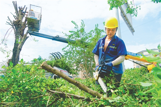 我市城管部門組織人員積極防風(fēng)，圖為工作人員在城區(qū)主要路段修剪綠化樹。