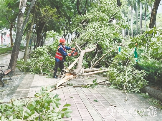 發(fā)現(xiàn)樹木折枝、倒伏后，城管工作人員緊急開展樹木排險(xiǎn)排障工作，全力消除險(xiǎn)情，保障道路通行安全。