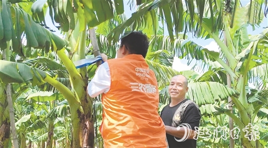 平安產(chǎn)險(xiǎn)江門(mén)中支農(nóng)險(xiǎn)專員手把手指導(dǎo)農(nóng)戶加固蕉棚。