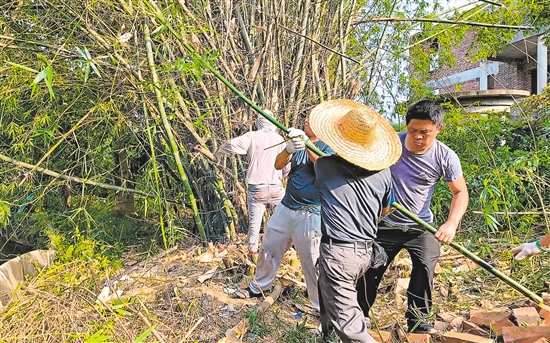 村民義工隊到藍田村小組清理竹林，為建設(shè)環(huán)村路騰出位置。