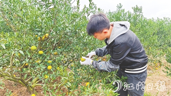 新會(huì)邁入二紅柑采摘季，柑果皮色轉(zhuǎn)黃。