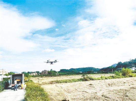 鶴山加快推進(jìn)2025年糧食冬種生產(chǎn)工作。圖為鶴山市供銷社開展植保無(wú)人機(jī)作業(yè)。