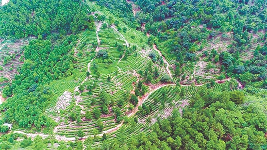 茶山之上，綠意盎然。