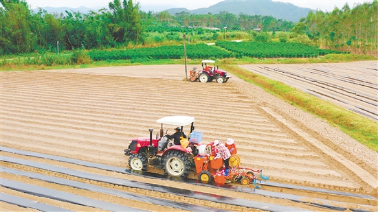 冬種馬鈴薯已成為恩平市農(nóng)業(yè)增效、農(nóng)民增收的重要產(chǎn)業(yè)。