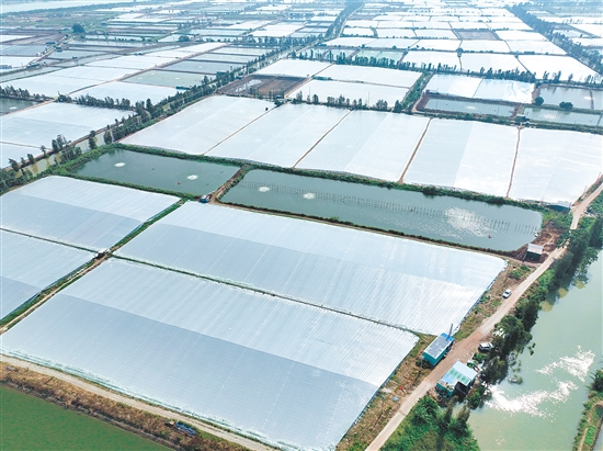 搭蝦棚是大鰲鎮(zhèn)水產(chǎn)養(yǎng)殖業(yè)延續(xù)20余年的傳統(tǒng)越冬“法寶”。