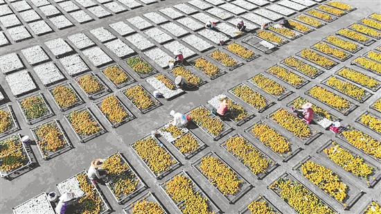 近年來，新會(huì)區(qū)委、區(qū)政府將新會(huì)陳皮這一“土特產(chǎn)”作為鄉(xiāng)村產(chǎn)業(yè)振興的重要抓手，大力弘揚(yáng)陳皮文化。