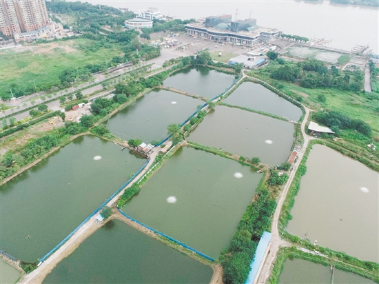 臨江路與金甌路交界西南側(cè)地塊位于外海港澳碼頭西側(cè)。