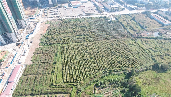 開(kāi)平33號(hào)地成交溢價(jià)率為37.4%。