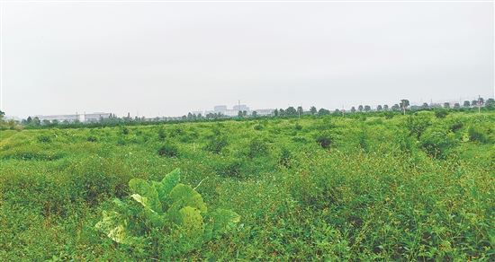 江門市JCR2025-194（新會26）號地。