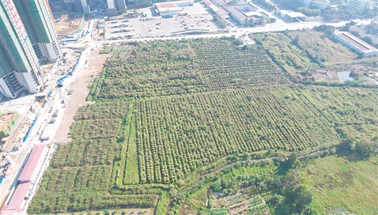 今年1月，匯峰地產(chǎn)以總價(jià)3.49億元拿下開(kāi)平33號(hào)地。